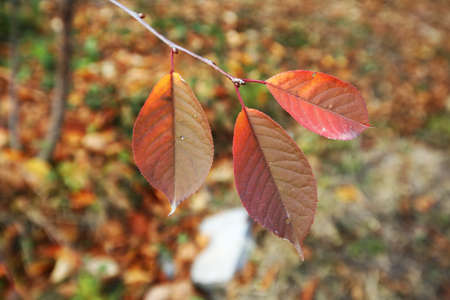 Brush Cherry leaves in red color and blur background. Bright orange cherry leaves close up shot....