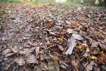 Yellow leaves on the floor . Background of colorful autumn leaves on forest floor . Abstract autumn leaves in autumn suitable as background . Autumn leaves on a meadowの写真素材