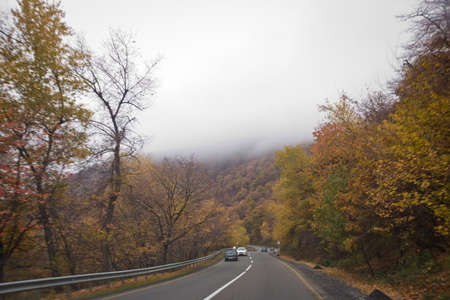 An asphalt road that goes through a misty dark misterious forest . View of road with oak trees alley...