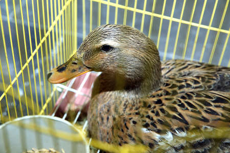 Gray duck locked inside yellow cage looking sad . inge Spotted duck in fair cageの写真素材