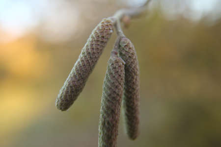 Hazel catkins in spring . the hazelnut blossoms hang from a hazelnut bush as harbingers of spring ....