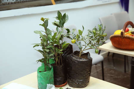Small Lemon Tree on a Table . tangerine tree in the pot . Lemon tree in terracotta containerの写真素材