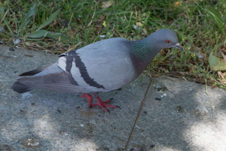 Feral pigeons, also called city doves, city pigeons, or street pigeons Doves . Pigeon walking on paving stones in the city . One dove stand up on marble wallの写真素材