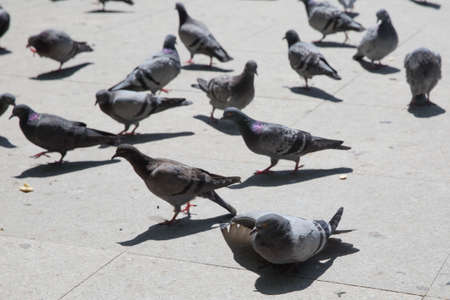 Feral pigeons, also called city doves, city pigeons, or street pigeons Doves . Pigeon walking on paving stones in the city . One dove stand up on marble wallの写真素材