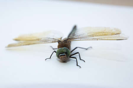 Blue-eyed darners Dave Welling Nature Photography . Darners Aeshnidae . Southern Hawker dragonfly Blue Darner on white background . Aeshna cyanea.の写真素材