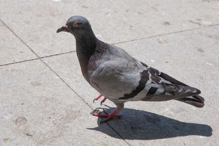 Feral pigeons, also called city doves, city pigeons, or street pigeons Doves . Pigeon walking on paving stones in the city . One dove stand up on marble wallの写真素材