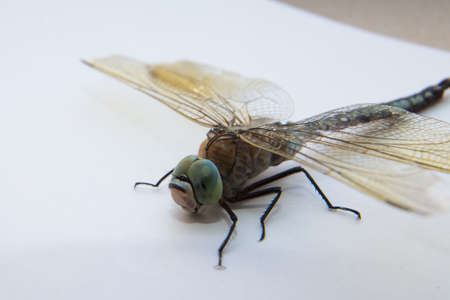 Darners Aeshnidae . Southern Hawker dragonfly Blue Darner on white background . Aeshna cyanea . Blue-eyed darners Dave Welling Nature Photography .の写真素材