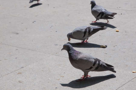 Feral pigeons, also called city doves, city pigeons, or street pigeons Doves . Pigeon walking on paving stones in the city . One dove stand up on marble wallの写真素材