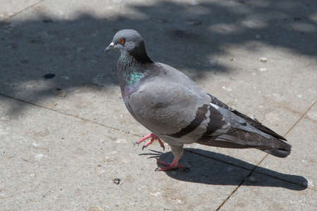 Feral pigeons, also called city doves, city pigeons, or street pigeons Doves . Pigeon walking on paving stones in the city . One dove stand up on marble wallの写真素材