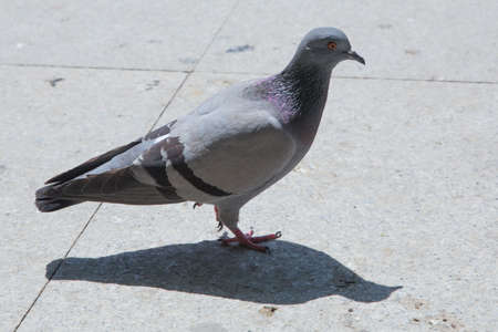 Feral pigeons, also called city doves, city pigeons, or street pigeons Doves . Pigeon walking on paving stones in the city . One dove stand up on marble wallの写真素材