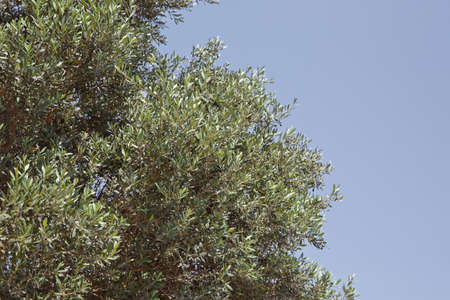 Park olive tree . olive tree Azerbaijan . Olive tree with focusの写真素材