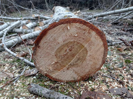 background with new piece of wood . Sawed stump . Sawn tree trunk and tree stumps, harvesting firewood. Pile of Logs . New dead tree stump after a tree was cut down in the park.の写真素材