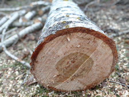 background with new piece of wood . Sawed stump . Sawn tree trunk and tree stumps, harvesting firewood. Pile of Logs . New dead tree stump after a tree was cut down in the park.の写真素材