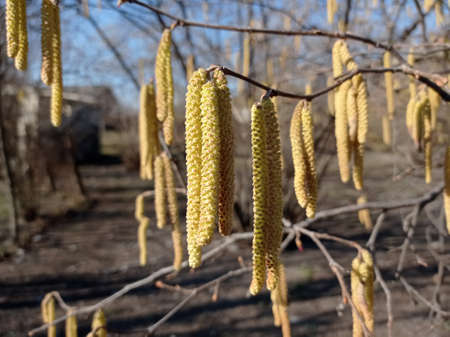 Light brown catkins of hazel tree against blurry bright background. Flowers of hazel shrub Spring awakening. Spring motif . The male kitten blossoms of the hazelnut shrub shoot from the twigs.の写真素材