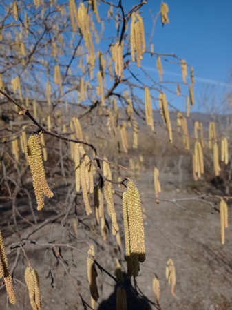 Light brown catkins of hazel tree against blurry bright background. Flowers of hazel shrub Spring awakening. Spring motif . The male kitten blossoms of the hazelnut shrub shoot from the twigs.の写真素材