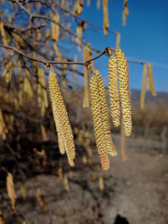 Light brown catkins of hazel tree against blurry bright background. Flowers of hazel shrub Spring awakening. Spring motif . The male kitten blossoms of the hazelnut shrub shoot from the twigs.の写真素材