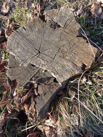 Gray textured stump on green grass background . Texture cross-section of cut tree with cracks, tree stump with cracks.の写真素材