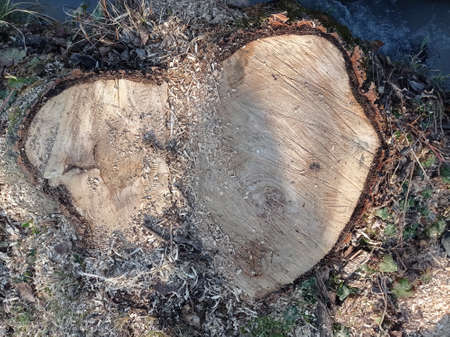 Gray textured stump on green grass background . Texture cross-section of cut tree with cracks, tree stump with cracks.の写真素材