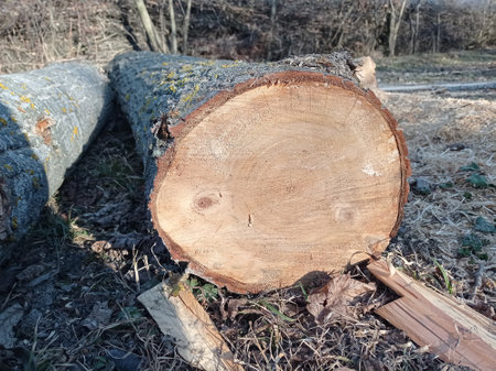 background with new piece of wood . Sawed stump . Sawn tree trunk and tree stumps, harvesting firewood. Pile of Logs . New dead tree stump after a tree was cut down in the park.の写真素材