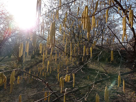 Light brown catkins of hazel tree against blurry bright background. Flowers of hazel shrub Spring awakening. Spring motif . The male kitten blossoms of the hazelnut shrub shoot from the twigs.の写真素材