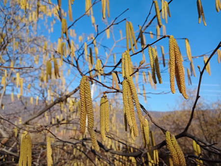 Light brown catkins of hazel tree against blurry bright background. Flowers of hazel shrub Spring awakening. Spring motif . The male kitten blossoms of the hazelnut shrub shoot from the twigs.の写真素材