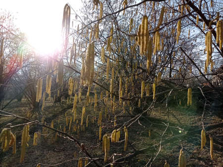 Light brown catkins of hazel tree against blurry bright background. Flowers of hazel shrub Spring awakening. Spring motif . The male kitten blossoms of the hazelnut shrub shoot from the twigs.の写真素材