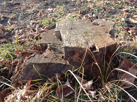 Gray textured stump on green grass background . Texture cross-section of cut tree with cracks, tree stump with cracks.の写真素材