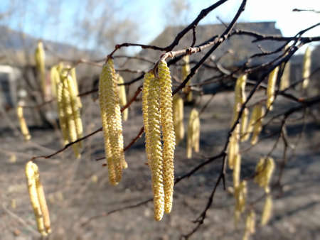 Light brown catkins of hazel tree against blurry bright background. Flowers of hazel shrub Spring awakening. Spring motif . The male kitten blossoms of the hazelnut shrub shoot from the twigs.の写真素材