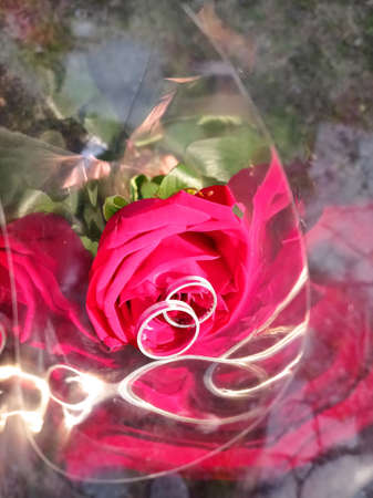 red gold rose in Light Polyethylene Plastic . The rings are on a red rose.の写真素材