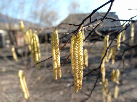 Light brown catkins of hazel tree against blurry bright background. Flowers of hazel shrub Spring awakening. Spring motif . The male kitten blossoms of the hazelnut shrub shoot from the twigs.の写真素材