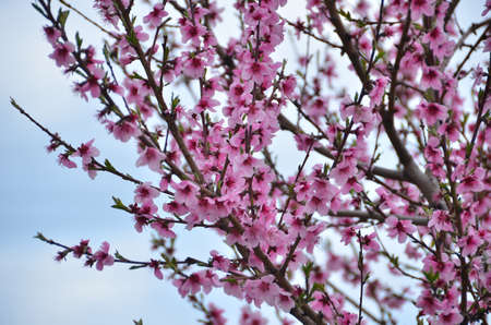 Cherry blossoms in early spring . Blooming branch of cherry tree. Beautiful spring landscape. Pink cherry blossoms and blue sky . Beautiful cherry blossoms in full blooming . Tree with pink flowers .の写真素材