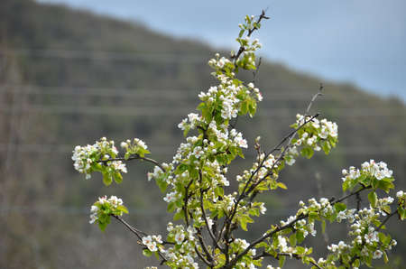 Many apple tree branches with white flowers against . White and pink garden apple tree in full bloom .の写真素材