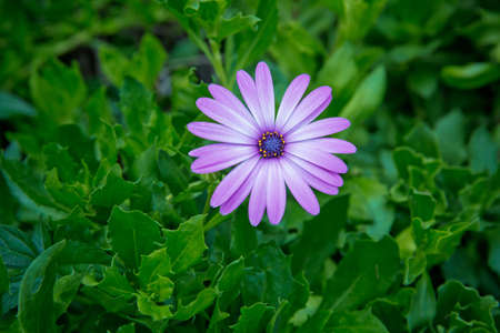 African daisies or Osteospermum or Daisy bushes plant with fully open blooming light violet flower petals and colorful yellow to dark violet center on dark green leaves background .のeditorial素材