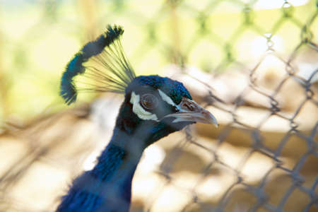 Portrait of peacock . Beautiful colorful peacock in cage . The peacock has iridescent blue and green plumage, mostly metallic blue and green. But the green peacock has green and bronze body feathers.の写真素材