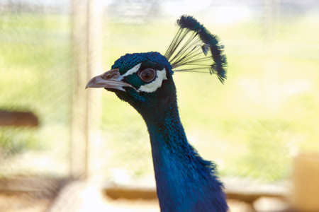 Portrait of peacock . Beautiful colorful peacock in cage . The peacock has iridescent blue and green plumage, mostly metallic blue and green. But the green peacock has green and bronze body feathers.の写真素材