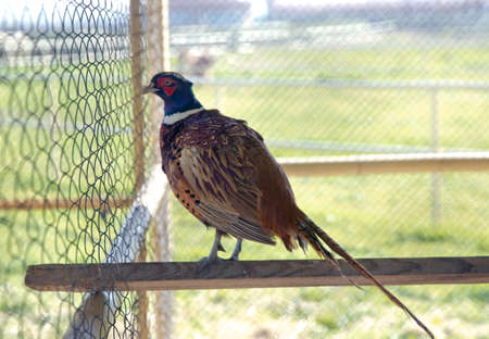 Pheasants in a cage in a zoo . Pheasant bird portrait in zoo cageの写真素材