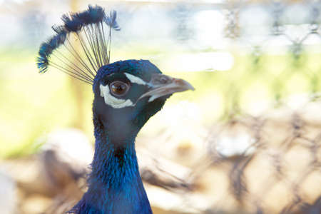 Portrait of peacock . Beautiful colorful peacock in cage . The peacock has iridescent blue and green plumage, mostly metallic blue and green. But the green peacock has green and bronze body feathers.の写真素材