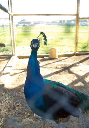 Portrait of peacock . Beautiful colorful peacock in cage . The peacock has iridescent blue and green plumage, mostly metallic blue and green. But the green peacock has green and bronze body feathers.の写真素材