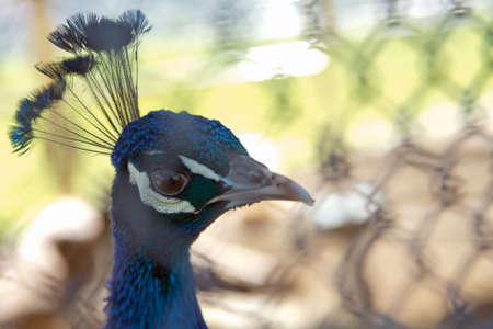 Portrait of peacock . Beautiful colorful peacock in cage . The peacock has iridescent blue and green plumage, mostly metallic blue and green. But the green peacock has green and bronze body feathers.の写真素材