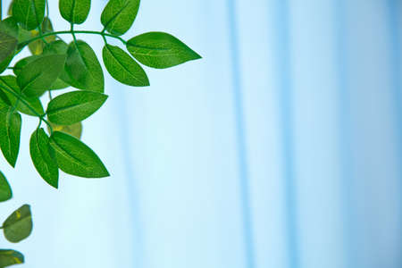 Green leaves over white wall background. With area for copy space, text, words, graphic design....