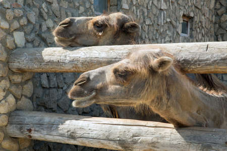 Camel on the farm, looking at the camera, funny came . Camel on a farm in the pen .の写真素材
