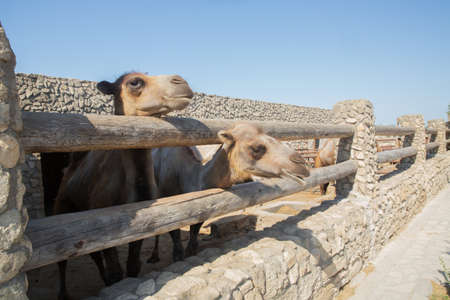 Camel on the farm, looking at the camera, funny came . Camel on a farm in the pen .の写真素材