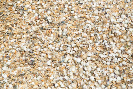 Shells of many types and sizes are found on our shelling beaches. at the sunset and warm tone. Multi cereal flakes background. Healthy lifestyle concept. Small sea shells on the beach by the sea.の写真素材