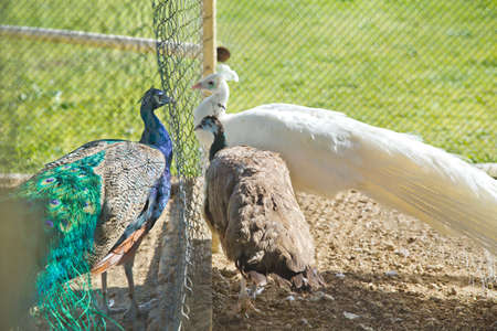 A closeup of a beautiful white peacocks in a cage at the zoo . Peacocks green in a small cage . A beautiful shot of two blue peacocks looking at each other through a wire fence at the zooの写真素材
