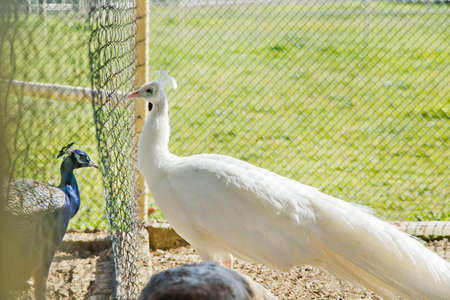 A closeup of a beautiful white peacocks in a cage at the zoo . Peacocks green in a small cage . A beautiful shot of two blue peacocks looking at each other through a wire fence at the zooの写真素材