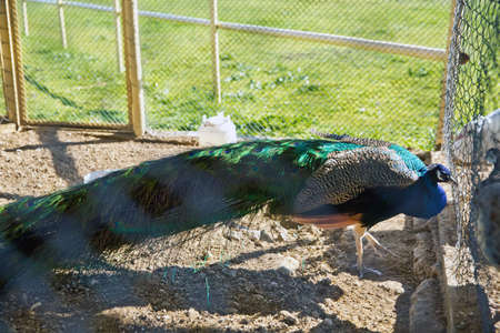 A closeup of a beautiful blue male peacocks in a cage at the zoo . Peacocks green in a small cage . A beautiful shot of two blue peacocks looking at each other through a wire fence at the zooの写真素材