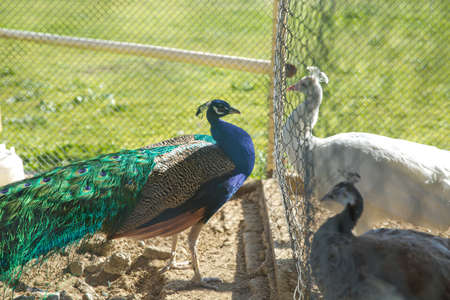 A closeup of a beautiful blue male peacocks in a cage at the zoo . Peacocks green in a small cage . A beautiful shot of two blue peacocks looking at each other through a wire fence at the zooの写真素材