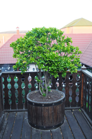 clipped buxus sempervirens . Ball-trimmed boxwood in large clay pots as a garden decoration . Big evergreen tree Buxus sempervirens common box, European box, or boxwood in pot near house .の写真素材