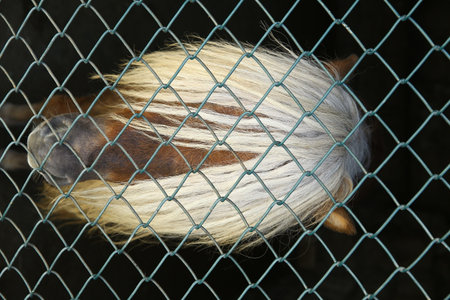 Portrait of a horse with wire mesh . Mane horse . Palomino horse face with shaggy white forelock .の写真素材