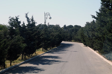 Pine trees on the side of the asphalt road . A road with pine trees on both sides .の写真素材